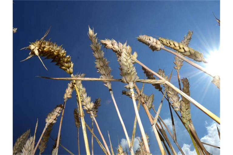 Getreideähren stehen in der prallen Sonne auf einem Feld. Foto: picture alliance / dpa