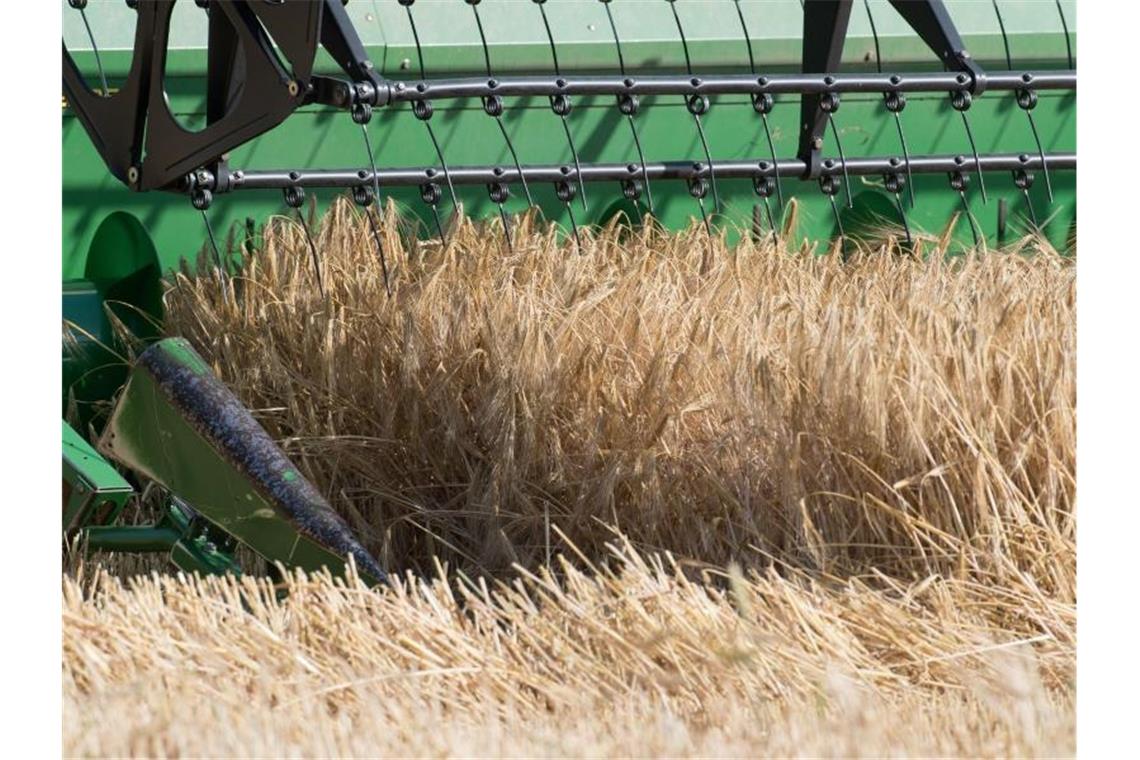 Landwirte kämpfen noch immer mit Folgen der Dürre Getreideernte bei Grimmen in Mecklenburg-Vorpommern. Foto: Stefan Sauer
