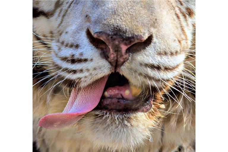 Gewaltige Raubkatzen: Tiger faszinieren viele Menschen.