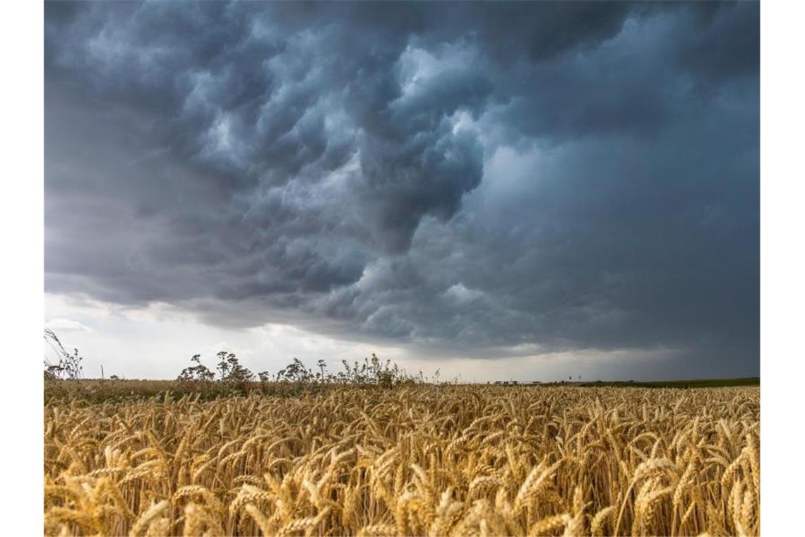 Gewitterwolken ziehen über ein Weizenfeld bei Großenhain in Sachsen. Foto: Bernd März