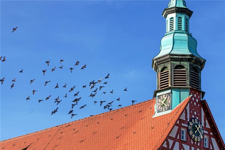 Gewohntes Bild: Ein Taubenschwarm am Backnanger Rathaus. In dem historischen Gebäude befindet sich einer von drei städtischen Taubenschlägen. Die Eier der Vögel, die dort nisten, werden regelmäßig gegen Attrappen aus Gips ausgetauscht. Fotos: A. Becher