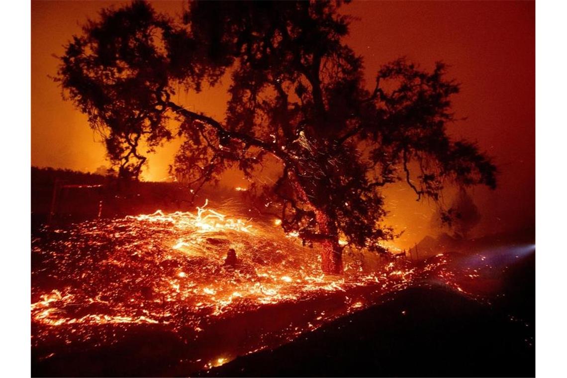 Zehntausende fliehen vor Waldbränden in Kalifornien Geyserville in Kalifornien: Ein Baum steht in einem "See" aus Glut. Foto: Noah Berger/FR34727 AP/dpa