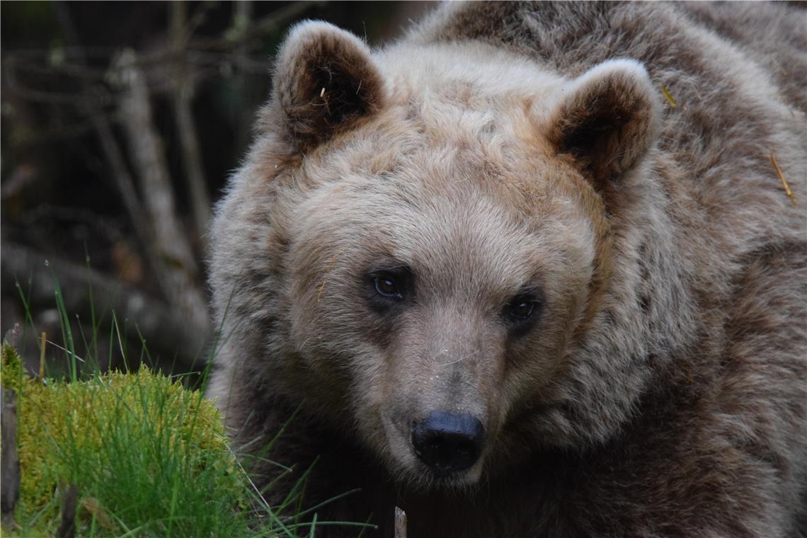Vom Radprofi zum Wildtierfotografen Gezielt reist er auch in Regionen, in denen Bären zu finden sind. Foto: Karlheinz Wöhrle