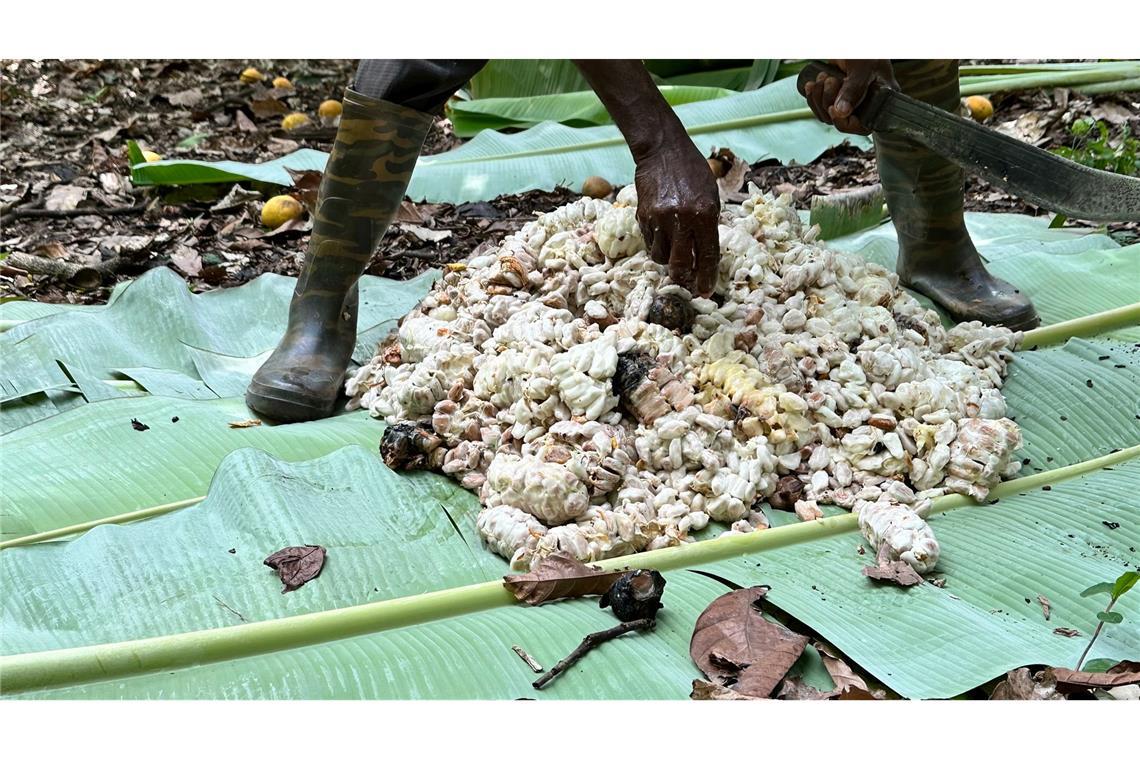 Kakao-Krise in Westafrika lässt Schoko-Hasen schrumpfen Ghanas Kakaobehörde kauft den Bauern die Bohnen für etwa 70 Prozent des erwarteten Preises für die Saison ab.