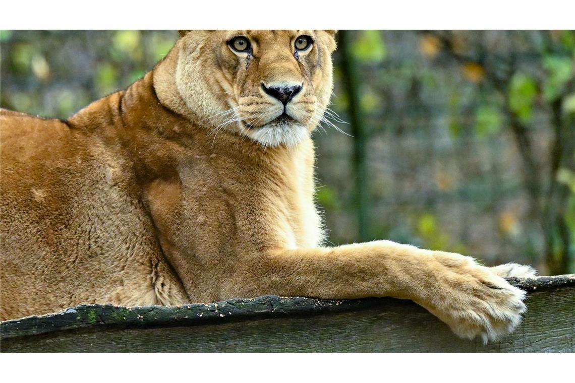 Gibt es für die fünf verbleibenden Löwen noch Hoffnung? (Archivbild)