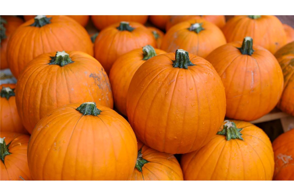 Kürbis-Boom: Pumpkin ist populär Gilt als der beliebteste Kürbis: Hokkaido. (Archivbild)