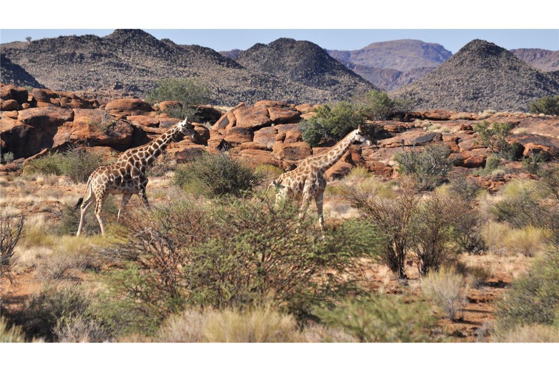 Giraffen bleiben weiterhin geschützt. (Archivbild)