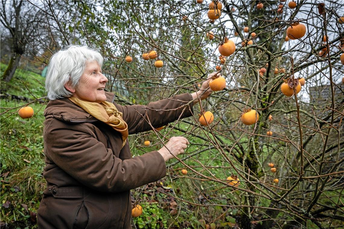 Gisela Weigle ist stolz auf einen besonderen Strauch, der gerade jetzt voll mit leuchtend orangenen Kakifrüchten hängt. Foto: Alexander Becher