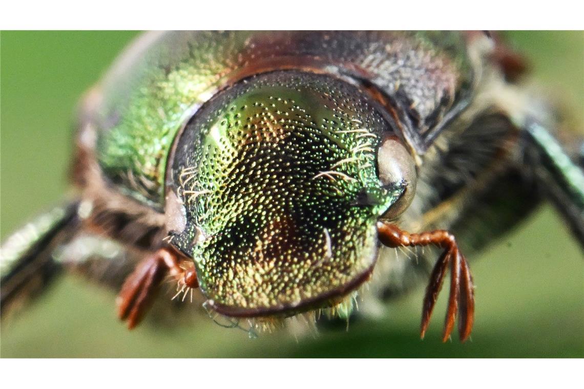 Bilder des Tages Glänzender Schädling: ein präparierter Japankäfer. Der aus Asien stammende Japankäfer kann in der Landwirtschaft besonders starke Schäden verursachen.