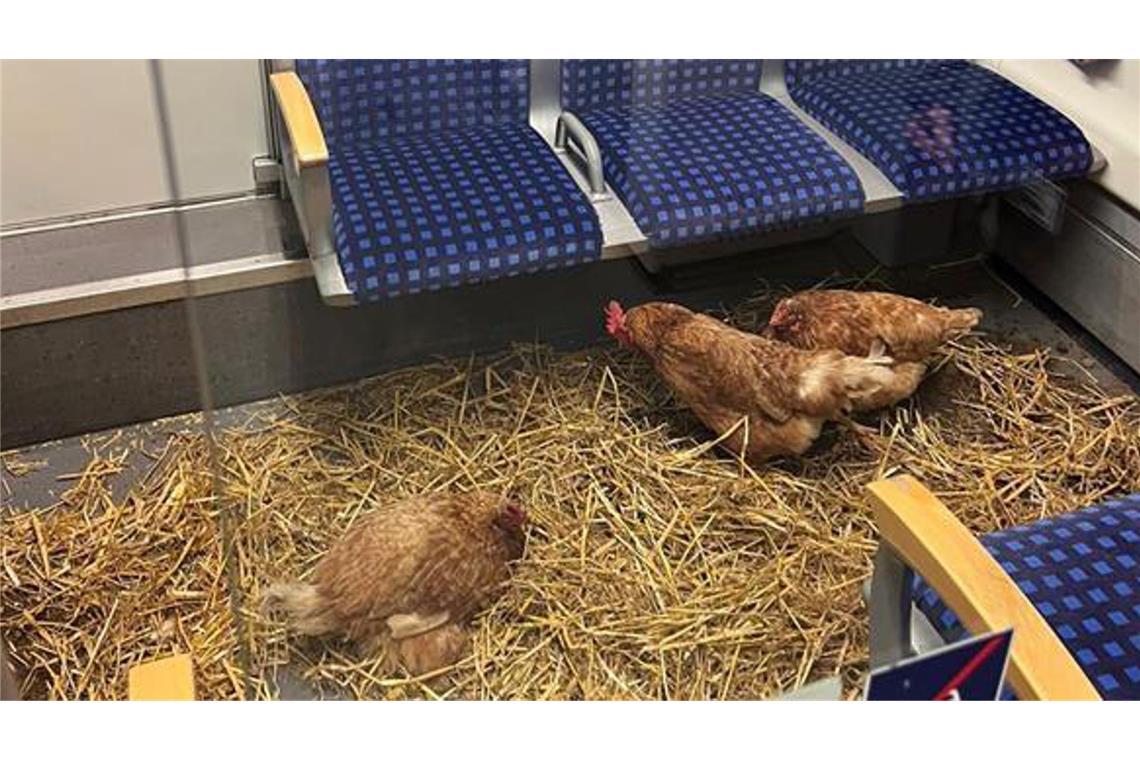 Glückliche Hühner im Bahnabteil?