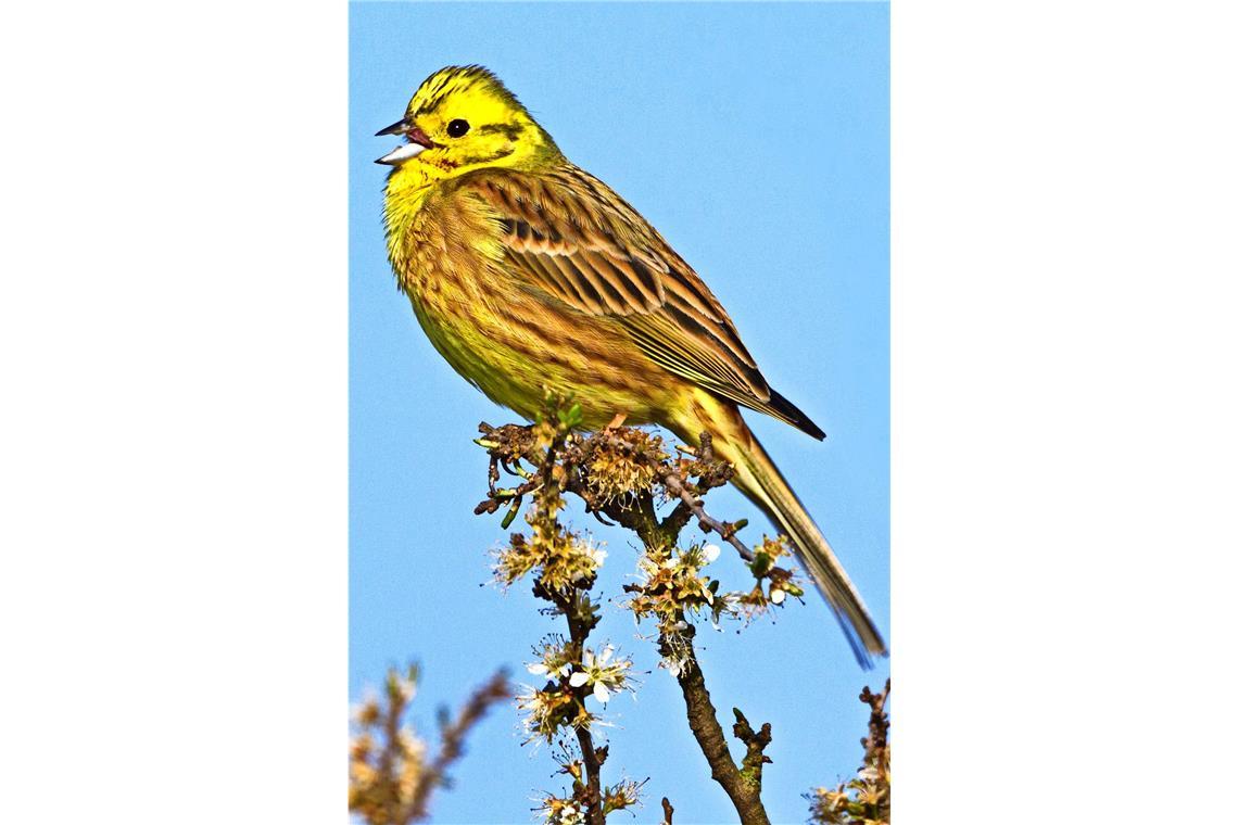 Goldammer (Emberiza citrinella).