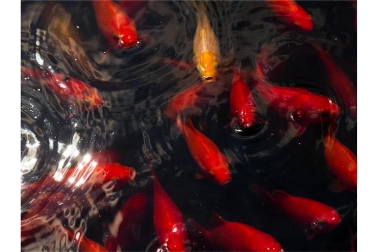 Goldfische schwimmen in einem Teich. Foto: Arno Burgi/dpa-Zentralbild/dpa/Archiv/Symbolbild