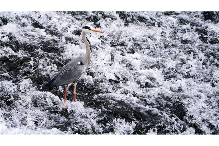 Graureiher in der Lahn bei Runkel