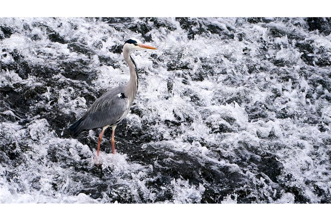 Graureiher in der Lahn bei Runkel