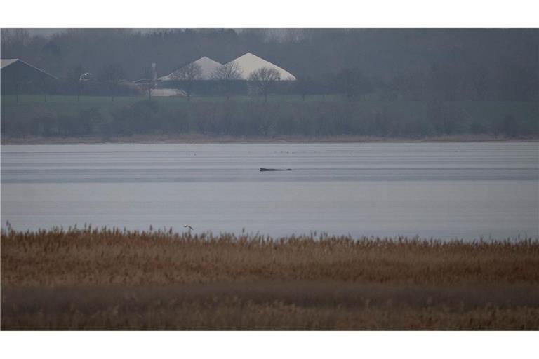 Greenpeace hofft, dass sich der Wal selbst befreien kann.