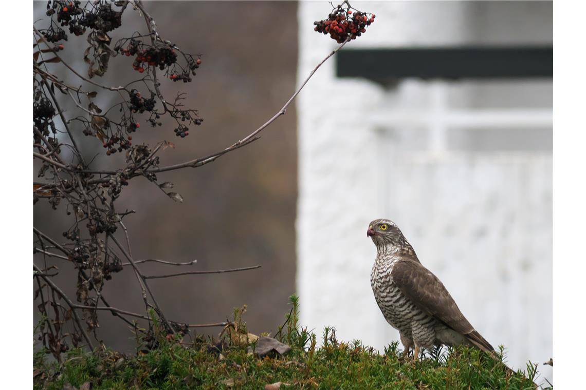 Greifvogel auf Hecke