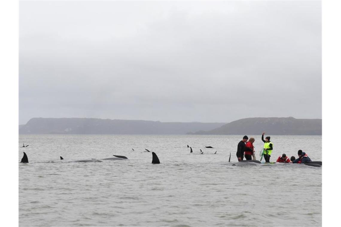 Grindwale sind sehr soziale Tiere, mehrere Hundert Wale können gemeinsam auf Wanderschaft sein. Dabei folgen die Gruppen - Schulen genannt - einzelnen Leittieren. Foto: Brodie Weeding/THE ADVOCATE/AP/dpa