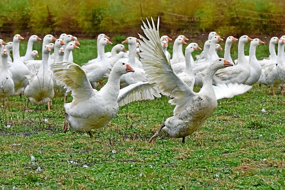Groß, weiß, geflügelt: Viel konkreter fallen die Beschreibungen des Vogels nicht aus, der sich derzeit offenbar an der Bundesstraße bei Waiblingen aufhält und bereits mehrere Personen zu einem Anruf bei der Polizei bewogen hat. Ob es sich dabei vielleicht um eine besonders große Gans handelt? Symbolfoto: Tobias Sellmaier