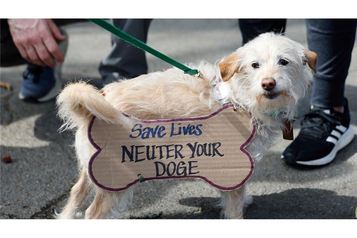 Große Proteste gegen US-Präsident Trump überall in den USA. Olive, ein neun Jahre alter Chihuahua-Pudel-Mix, trägt ein Schild: Rettet Leben, kastriert euren DOGE. DOGE steht für das Department of Government Efficiency, die US-Behörde, die den Staat verschlankt und zehntausende Mitarbeiter bei öffentlichen Stellen entlassen hat.