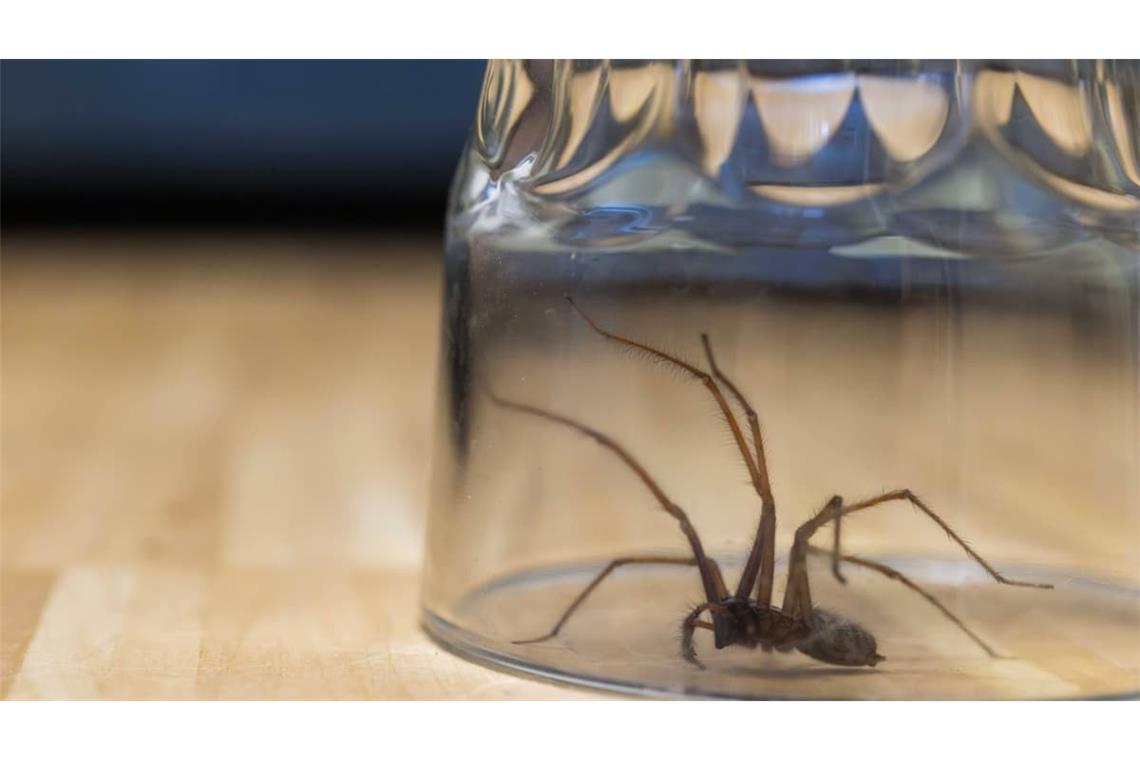 Große Winkelspinne auf dem Fußboden – fachmännisch unter einem Trinkglas gefangen und bereit zur Freisetzung in der Natur.