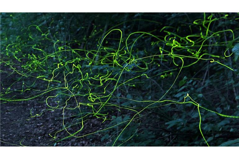 Grüne Leuchtspuren im Wald - Glühwürmchen unterwegs