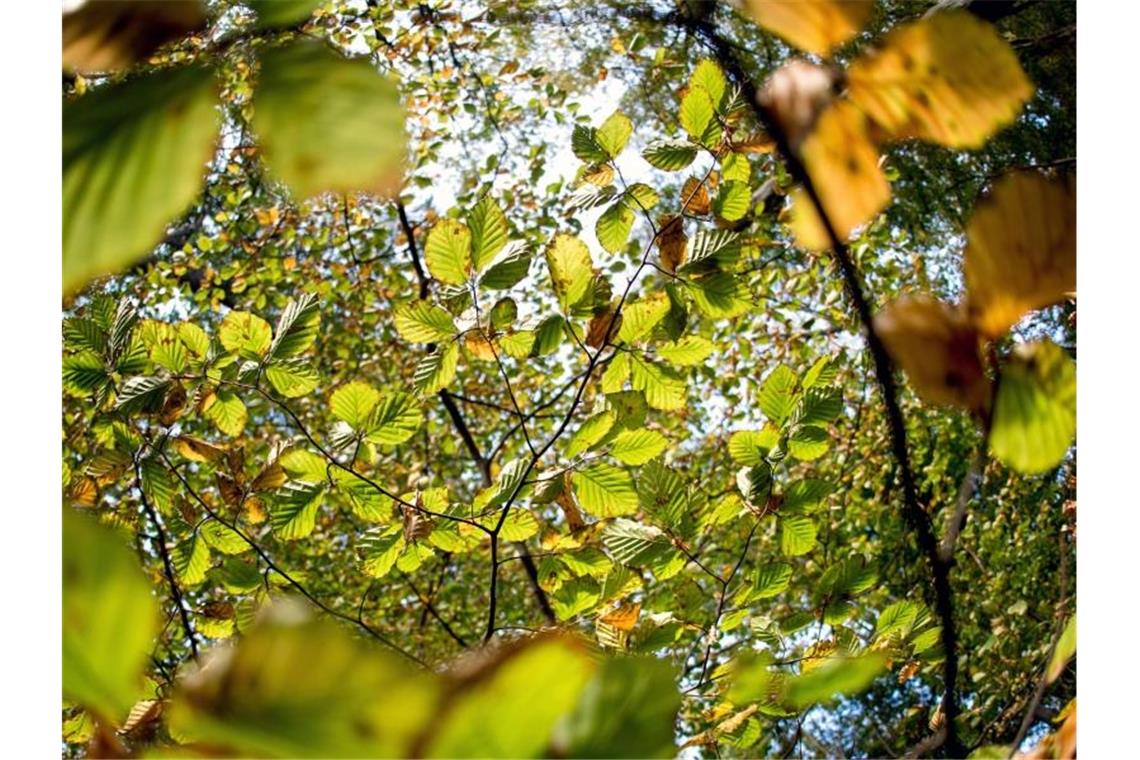 Grüne und bereits herbstlich gefärbte Blätter eines Baumes leuchten in einem Wald im Licht der Sonne. Foto: Hauke-Christian Dittrich/Archivbild