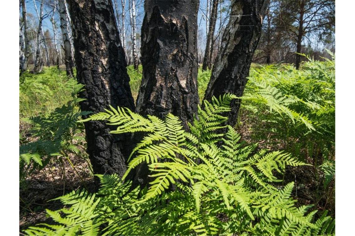 Grünes Farn im Frühling. Foto: Patrick Pleul/dpa-Zentralbild/dpa/Symbolbild