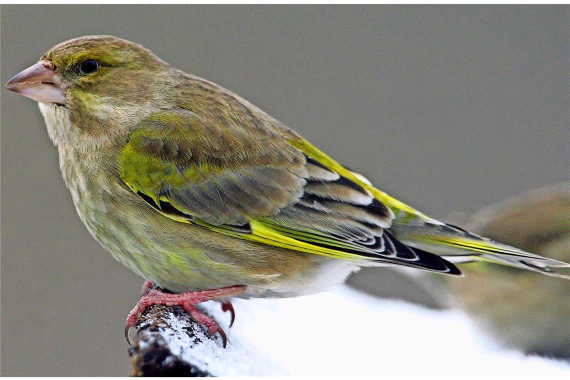 Grünfink (Chloris chloris).