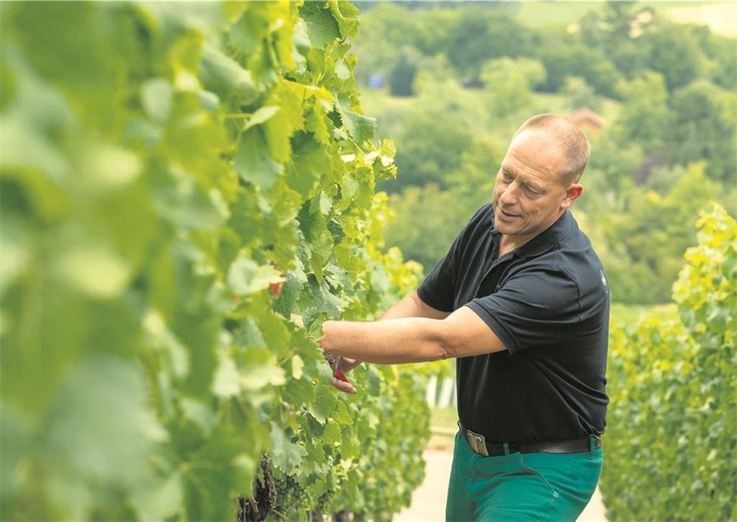 Optimales Wetter sorgt für frühe Lese Günther Ferber, Vorsitzender der Weingärtnergenossenschaft Aspach, freut sich über die gute Ausgangslage. „Wir haben ein frühes, aber ausgezeichnetes Weinjahr“, sagt er.