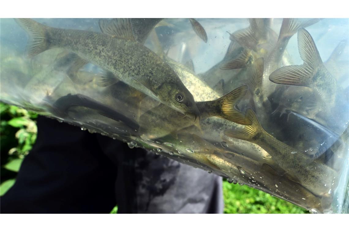 Guido Weltrich vom Fischereiverein Saalfeld-Süd trägt einen Behälter mit kleinen Barben zur Saale.