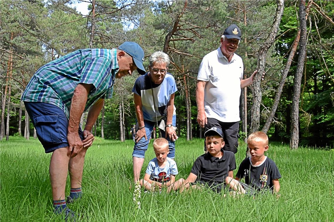 Wechselkröten, Orchideen, Streuobstwiesen Gustav Zeltwanger, Ingrid Grolich, Jürgen Burr zeigen Ben, Jan und Nick (von links) eine der Orchideenschönheiten im Sommerrain.