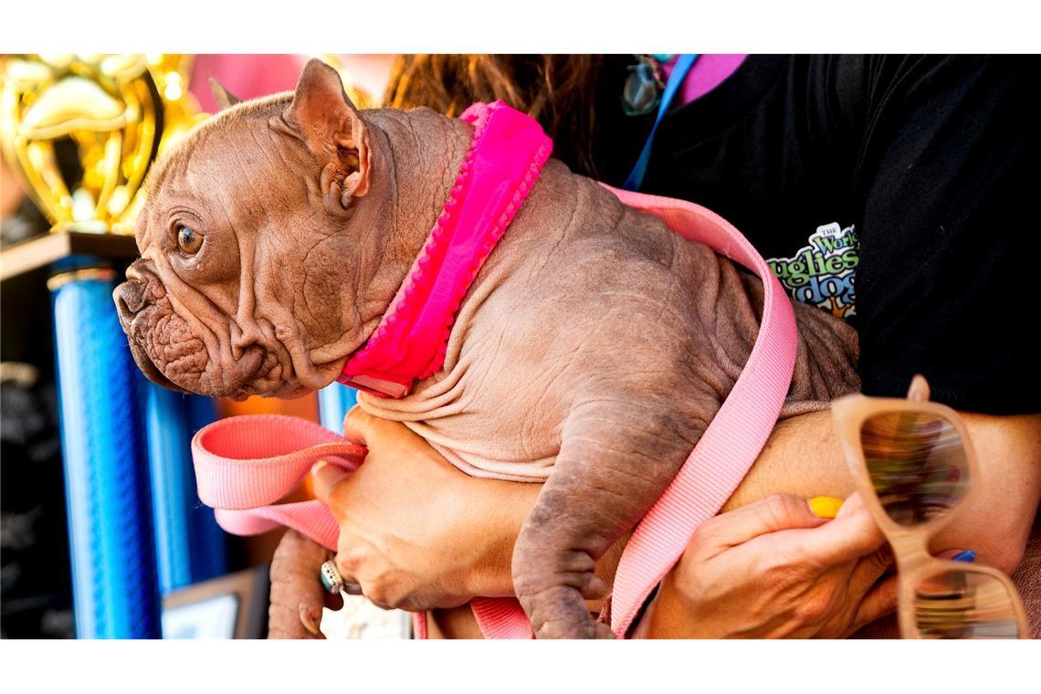 Haarlose Petunia ist "hässlichster Hund der Welt" Hässlicher geht's nicht, befanden die Juroren - und kürten Petunia zur Siegerin.