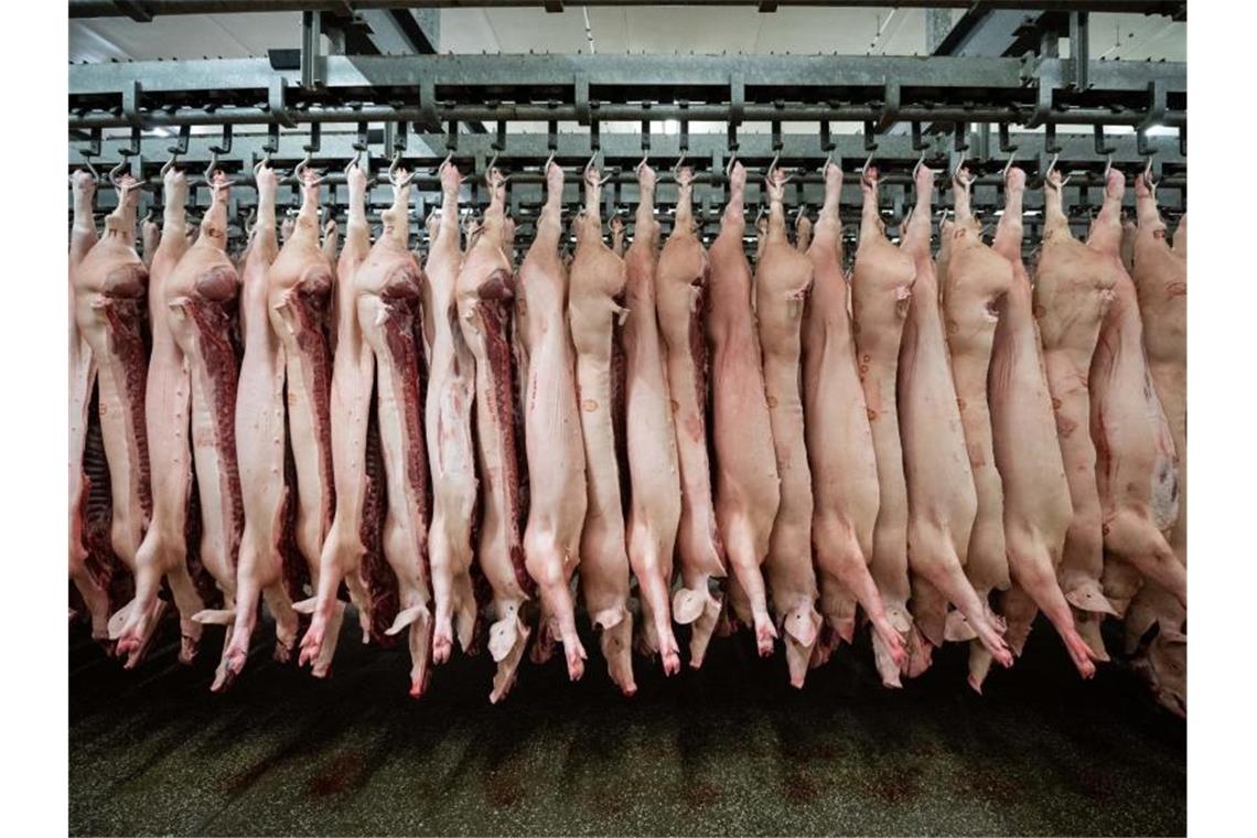 Halbierte Schweine hängen im Schlachthof. Laut der Fleischbranche würde ein Verbot von Werkvertrag und Leiharbeit die Produktion verteuern. Foto: Mohssen Assanimoghaddam/dpa