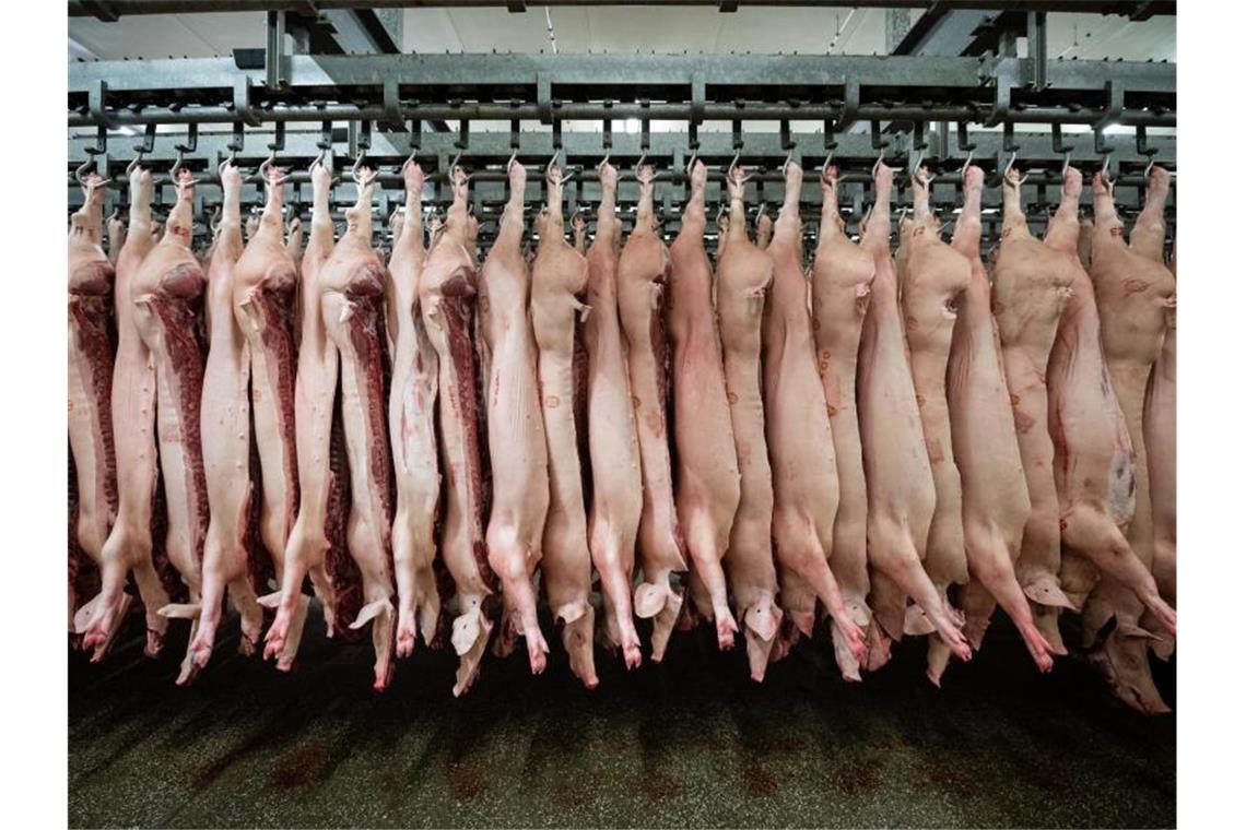 Halbierte Schweine hängen in einem Schlachthof. Die Fleischindustrie in NRW muss Beschäftigte künftig zwei Mal pro Woche testen lassen. Foto: Mohssen Assanimoghaddam/dpa