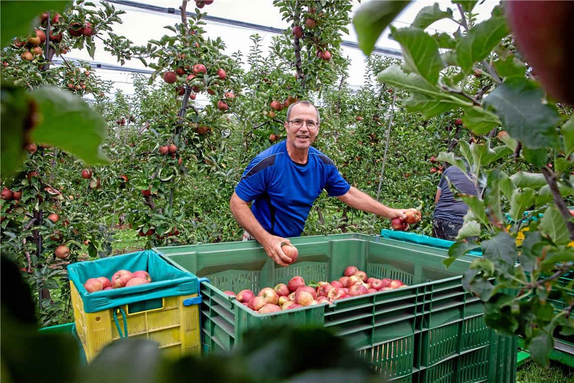 „Die Saison kann ganz ordentlich werden“ Handarbeit im Erwerbsobstbau: Martin Körner und seine Erntehelfer pflücken derzeit Red-Prince-Äpfel, eine Sorte aus der Jonagold-Gruppe. Foto: A. Becher