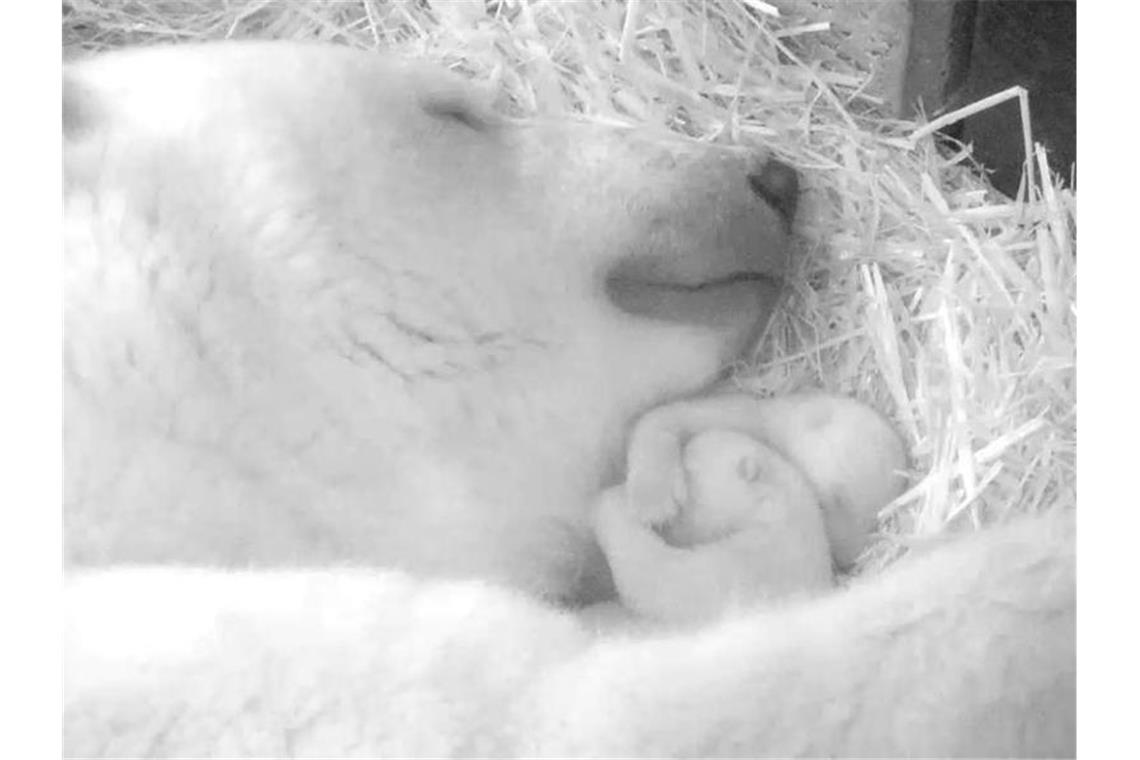 Eisbärzwillinge in Rostock - doppeltes Babyglück Handout vom 22.11.2021 zeigt Eisbärin Sizzel mit ihren Zwillingen in der Wurfhöhle im Polarium im Zoo. Foto: ---/Zoo Rostock/dpa