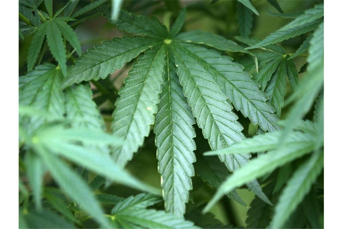 Hanf-Pflanzen (Cannabis) wachsen in einem Garten. Foto: Oliver Berg/dpa/Symbolbild