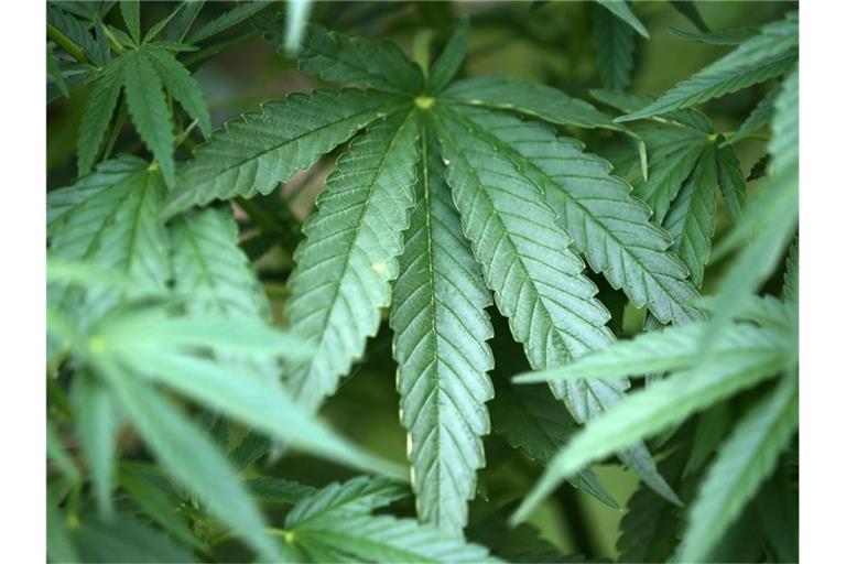 Hanf-Pflanzen (Cannabis) wachsen in einem Garten. Foto: Oliver Berg/dpa/Symbolbild