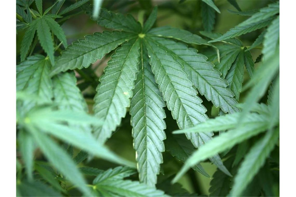 Polizei findet bei Drogenrazzia 47 Kilogramm Marihuana