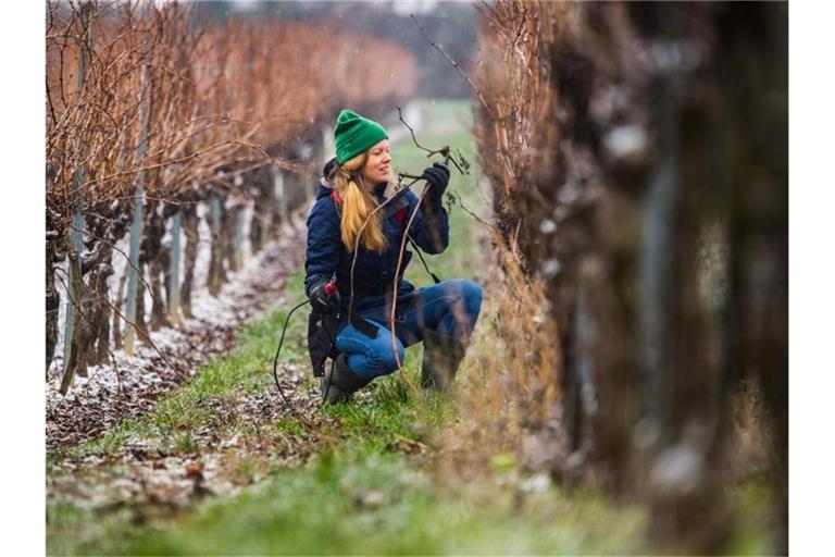 Hanneke Schönhals, Winzerin im Weingut Schönhals, schneidet die Reben mit der elektrischen Schere. Foto: Andreas Arnold/dpa