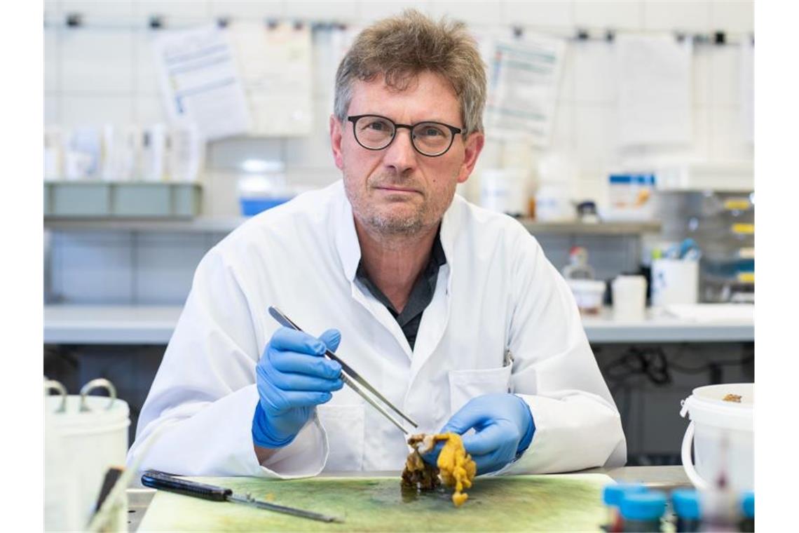 Hans Bösmüller arbeitet in einem Labor in der Pathologie der Uniklinik Tübingen. Foto: Tom Weller/dpa/Archivbild