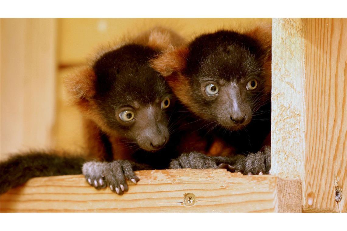 Hast Du das gesehen? Kleine Rote Varis sitzen in ihrem Gehege im Vogelpark in Marlow in Mecklenburg-Vorpommern.