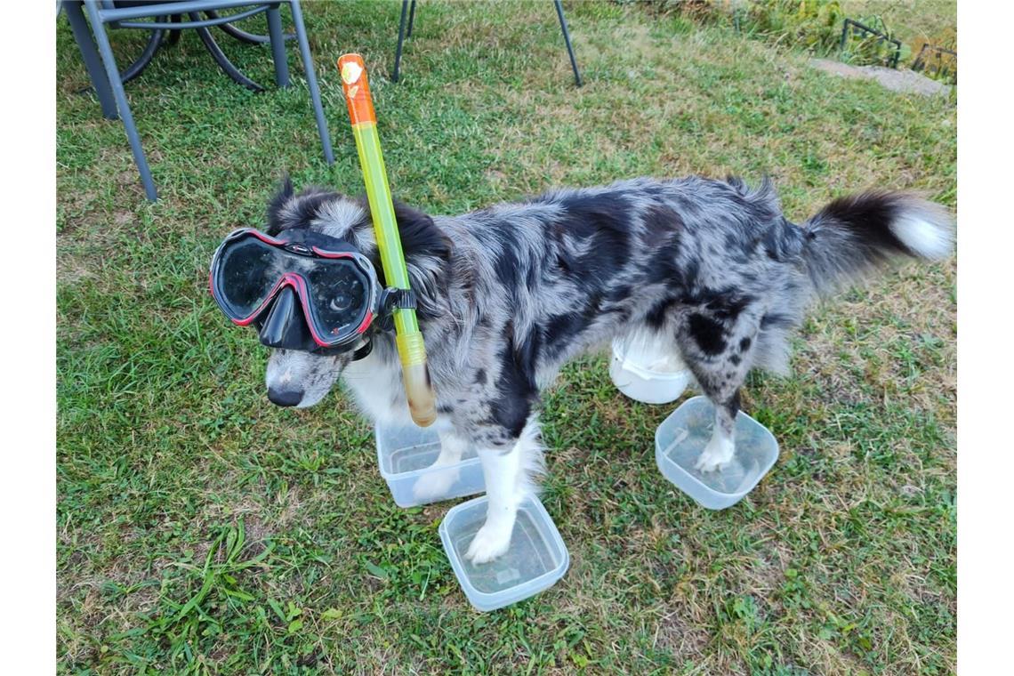 Hat sich denn da ein Seehund zwischen unsere Einsendungen geschlichen? Nicht gan...