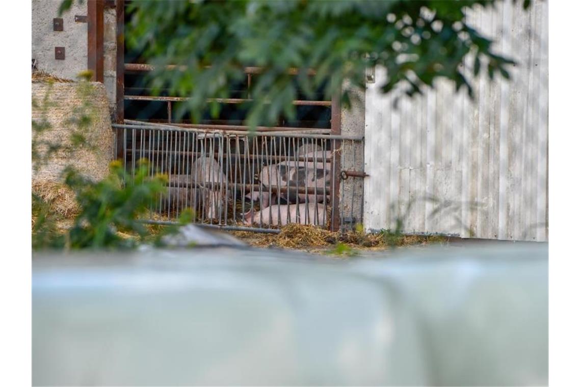 Afrikanische Schweinepest befällt noch mehr Hausschweine Hausschweine in einem Mastbetrieb in Brandenburg. Foto: Toni Lehder/dpa