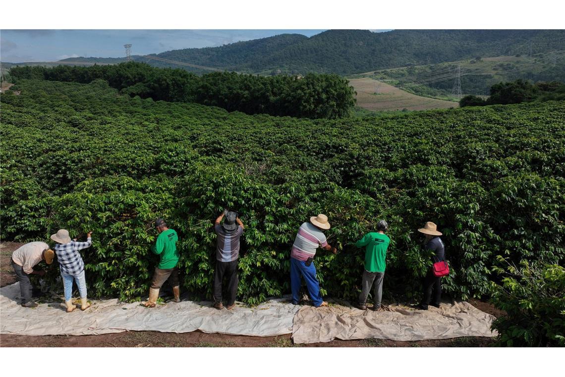 Heftiger Starkregen bedroht laut einer Studie zunehmend die Kaffeeproduktion im weltweit größten Anbauland Brasilien. (Archivbild)