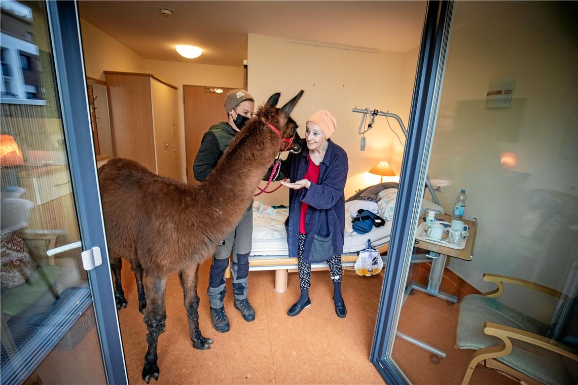 Heidi Kohler (rechts) freut sich sehr über das Lama namens Kiwaya, das sie in ihrem Zimmer im Hospiz in Backnang besucht. Die Lamahalterin Janina Schrader (links) von den „Murrtaler Andenkamelen“ bringt die beiden behutsam zueinander. Fotos: A. Becher