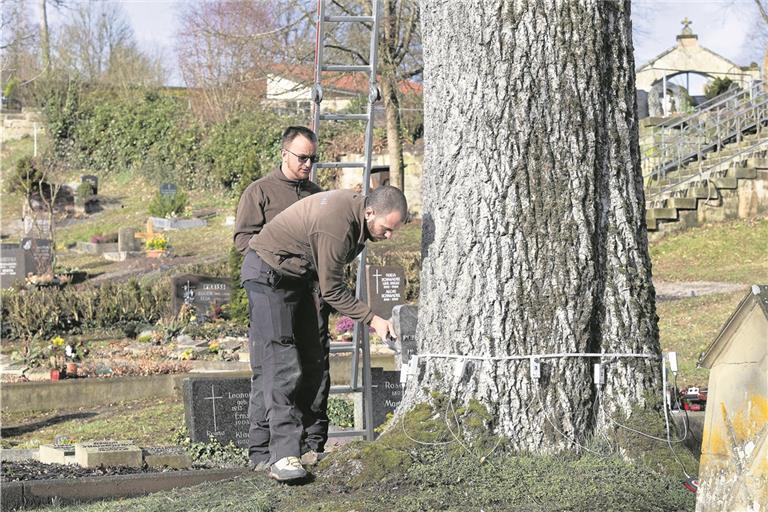 Heiko Münzing (vorne) und Thomas Friedrich sind gerade dabei, Sensoren am unteren Stamm anzubringen, um später mithilfe einer Schalltomografie beurteilen zu können, ob das Holz noch in gutem Zustand ist oder möglicherweise größere nasse und faule Stellen aufweist. Fotos: J. Fiedler