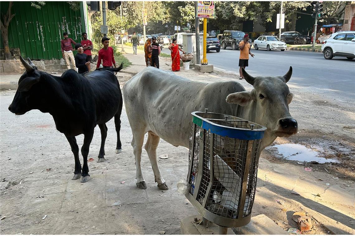 Heilige Kühe in Neu-Dehli. Sie laufen frei herum und ernähren sich hauptsächlich von Abfall.