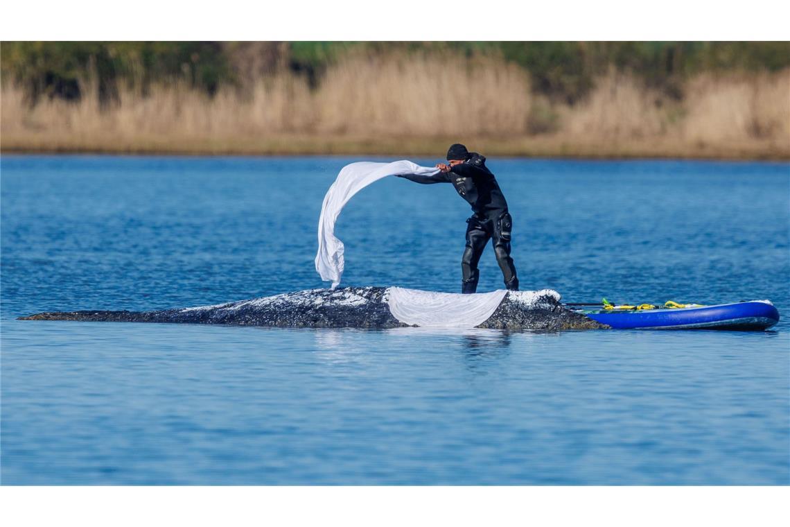 Helfer bedeckten den Wal zum Schutz vor der Sonne mit nassen Tüchern.