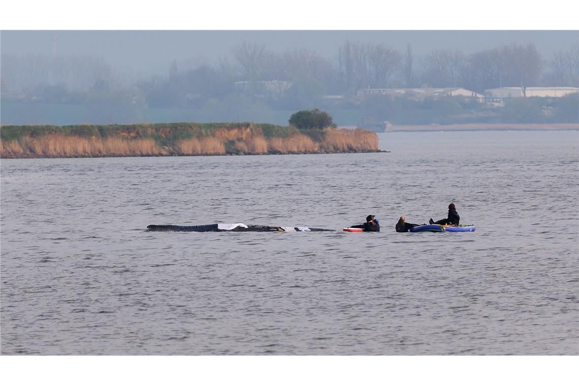 Helfer nähern sich dem Buckelwal bei Wismar.